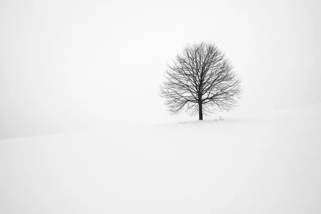 Träd i snölandskap